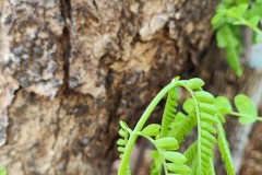 LINE_ALBUM_วิจัยผ้า-20165_220120_146