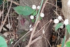 LINE_ALBUM_วิจัยผ้า-20165_220120_155