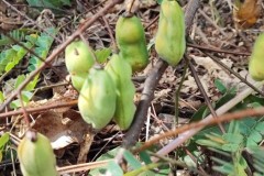 LINE_ALBUM_วิจัยผ้า-20165_220120_167
