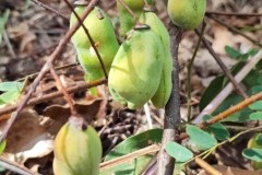 LINE_ALBUM_วิจัยผ้า-20165_220120_168